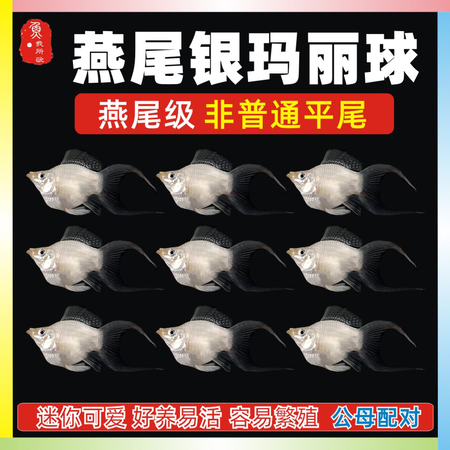 公母高帆燕尾玛丽球热带淡水包邮