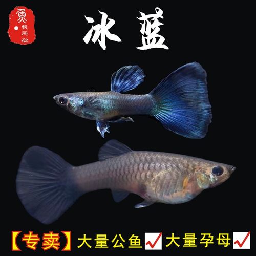 纯种冰蓝孕母特惠繁殖狂魔孔雀鱼