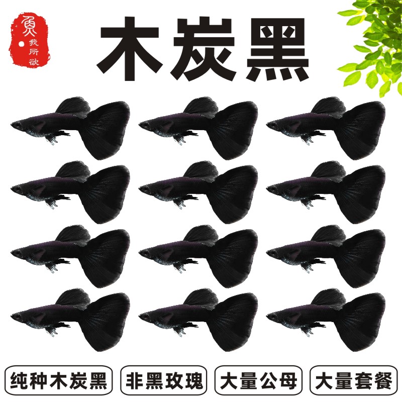 公母孔雀鱼热带淡水套餐包邮胎生