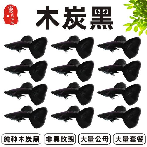 公母孔雀鱼热带淡水套餐包邮胎生