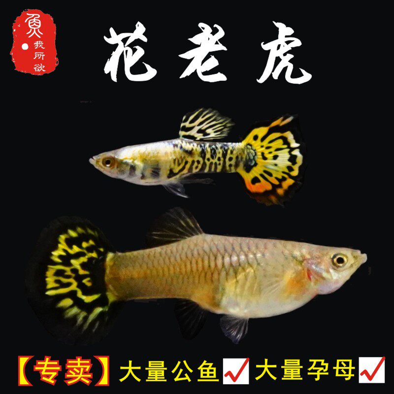 下崽狂魔鱼活体孔雀鱼热带小型鱼胎生鱼淡水凤尾鱼孔雀鱼纯种