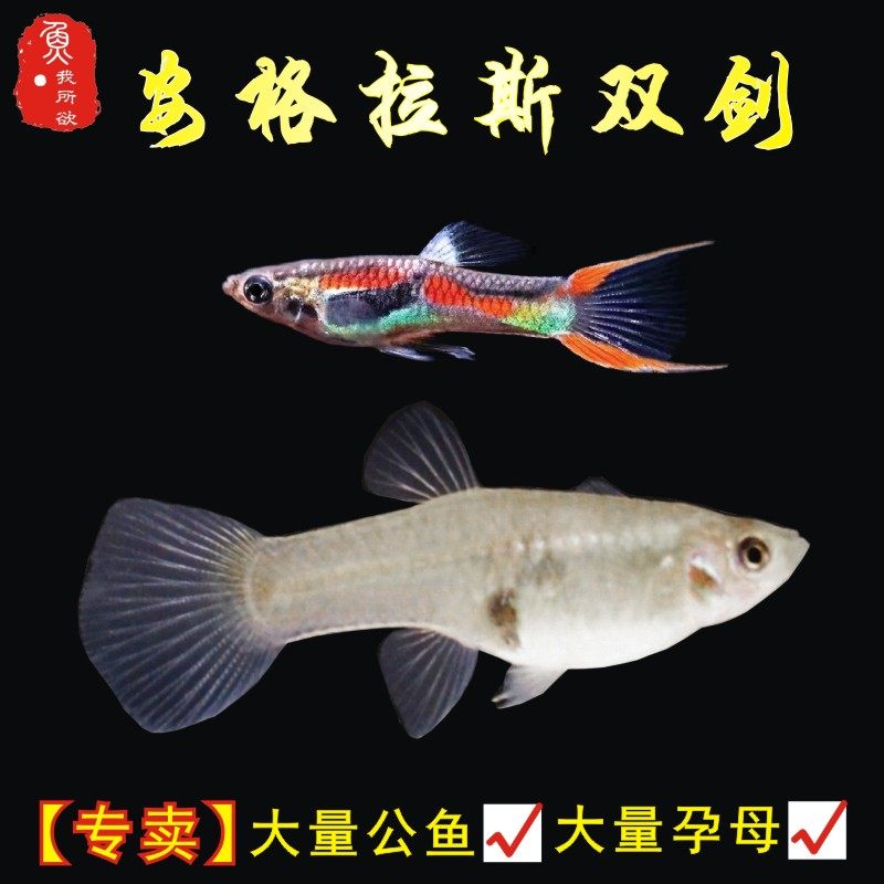 安格拉斯双剑孔雀鱼孕母临产鱼特殊尾孔雀纯种下崽鱼孕母下崽狂魔