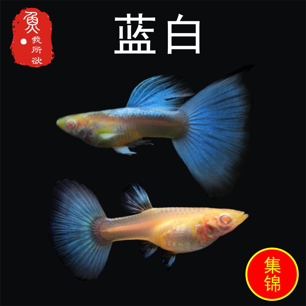 天空蓝孔雀鱼孕母蓝白天空蓝孔雀鱼孕母临产缎带大c下崽狂魔鱼
