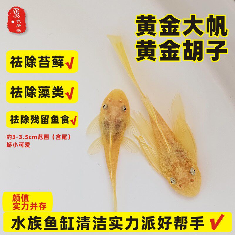 黄金大帆胡子24k清洁除藻工具鱼清道夫水族清洁工清洁鱼除苔藓藻