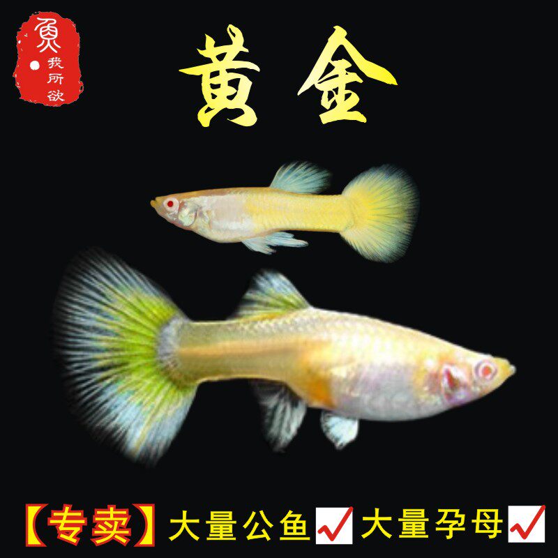 黄金礼服孔雀鱼黄金万两纯种活体孕母临产胎生鱼热带鱼下崽狂魔鱼