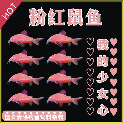 清道夫水族清洁工清洁鱼工具鱼