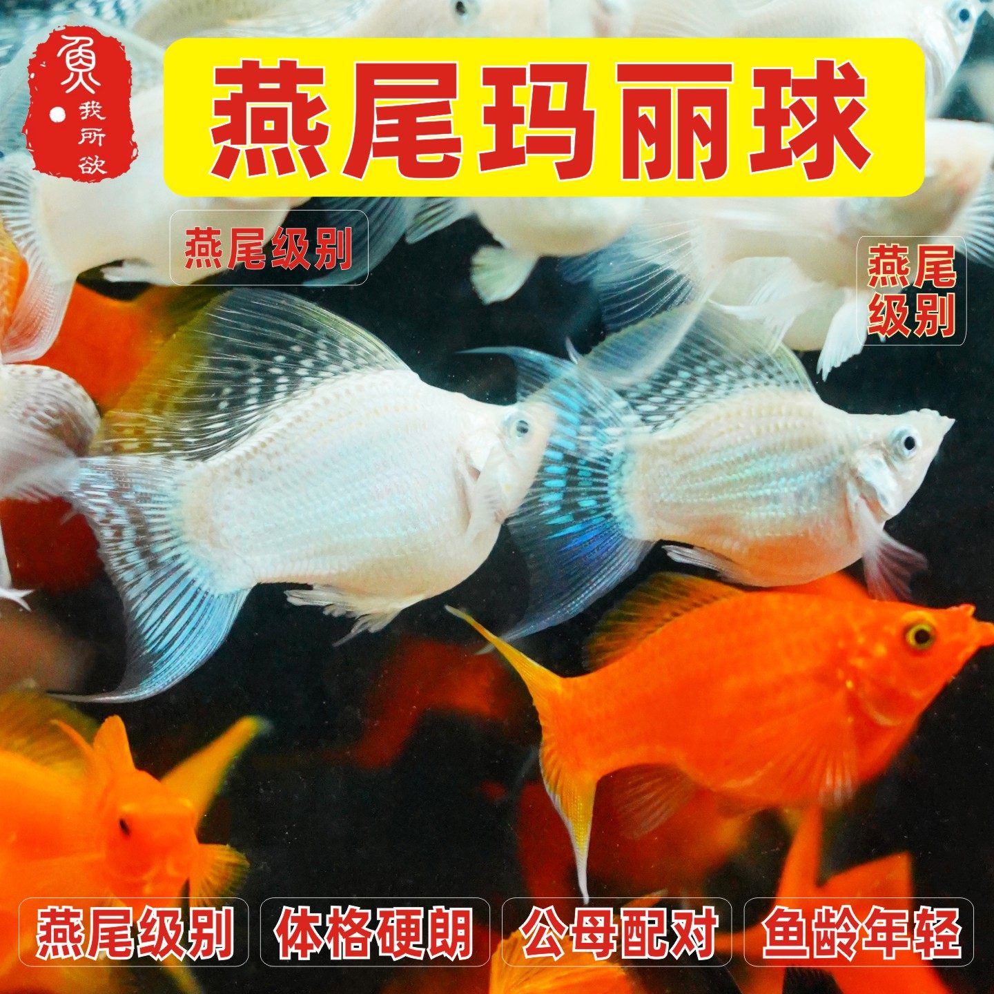 燕尾玛丽球鱼高帆玛丽球体金白黑玛丽球鱼除油膜除藻鱼热带胎生鱼,宠物/宠物食品及用品,鱼,淘宝优惠券,粉丝福利购,淘宝优惠卷