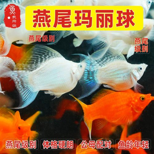燕尾玛丽球鱼高帆玛丽球体除油膜