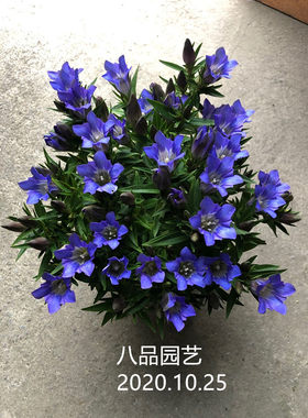 花苗多年生基地植物新品