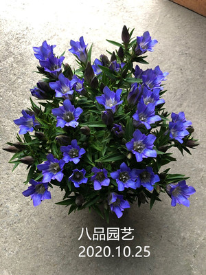 花苗多年生基地植物新品