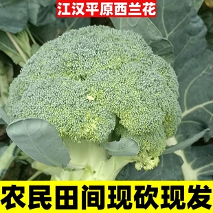 [江汉平原]顺丰农家新鲜无公害绿色蔬菜西兰花青花菜蓝花西餐减脂