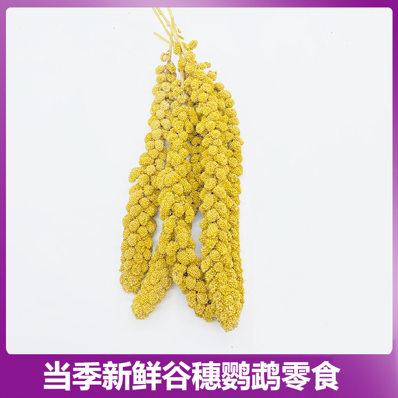 天然谷穗 鹦鹉零食 黄谷穗 仓鼠粮 穗 优质 农家自种一件包邮