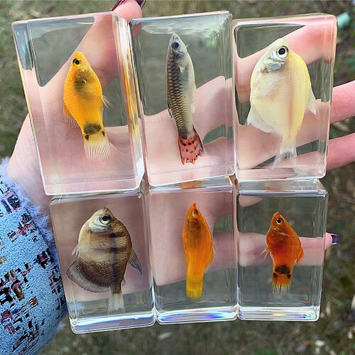 珍贵海洋动物真实鱼淡水鱼摆件