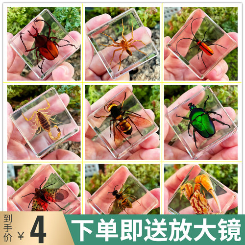 昆虫标本价格 昆虫标本图片 星期三