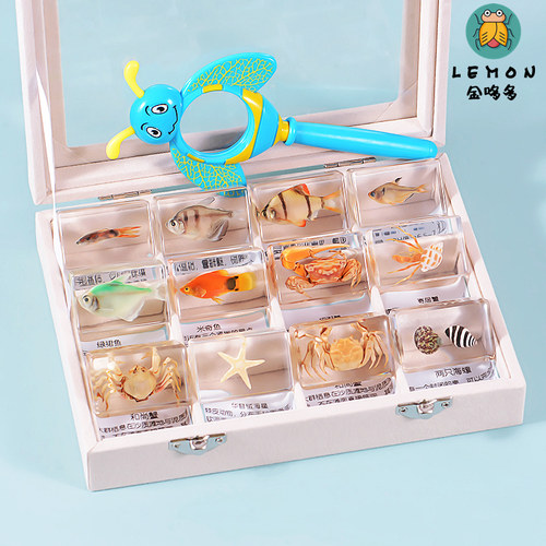 海洋动物真实鱼树脂标本