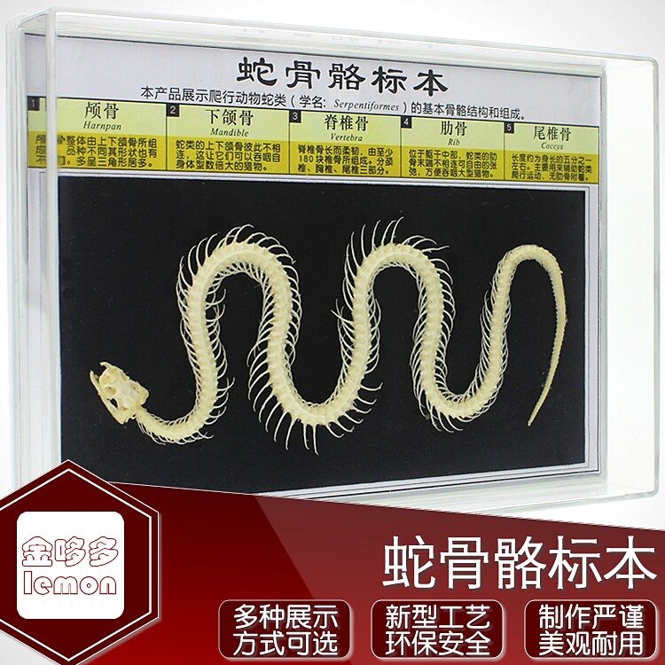 教学动物骨骼标本结构图蛇骨骼龟骨骼鸟骨骼模型动物摆件拍照玩具