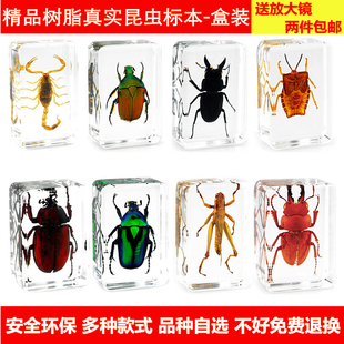 生物制作蝴蝶礼物 幼儿园教学真实透明昆虫动物植物树脂标本 真虫