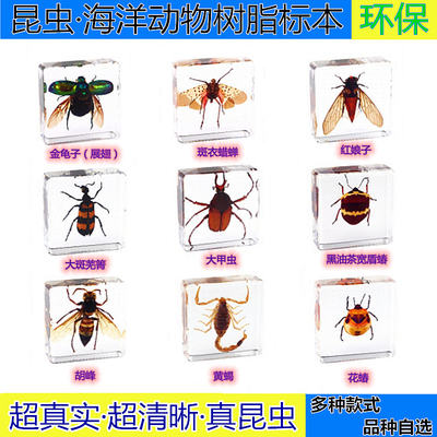真实树脂蝎子蝴蝶甲虫生物标本