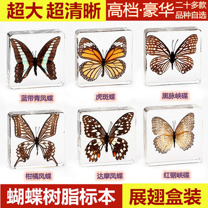 真实蝴蝶标本真蝴蝶树脂蜻蜓珊瑚凤尾蛱蝶青凤蝶昆虫海洋动物摆件