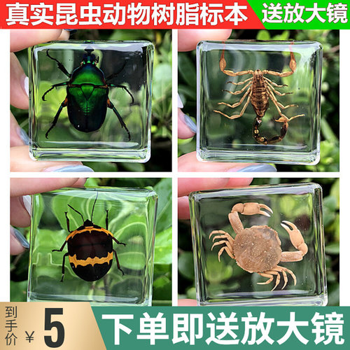 甲虫昆虫标本销量排行榜 甲虫昆虫标本品牌热度排名 小麦优选