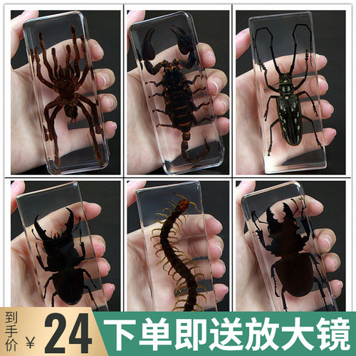 琥珀标本质量怎么样 琥珀标本口碑怎么样 小麦优选