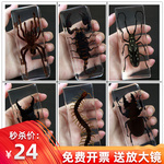 真实树脂昆虫标本真虫甲虫蜘蛛锹甲天牛蝎子螳螂蝗虫琥珀标本摆件