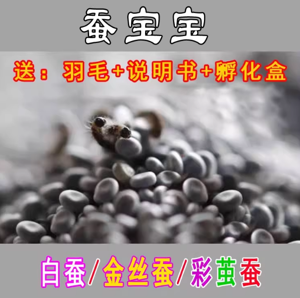 蚕卵套餐天然结彩茧蚕卵彩色蚕宝宝卵蚕籽蚕子吃桑叶白色蚕吐彩丝