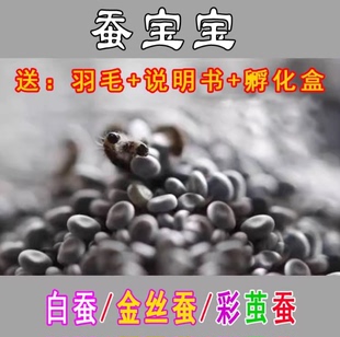 蚕卵套餐天然结彩茧蚕卵彩色蚕宝宝卵蚕籽蚕子吃桑叶白色蚕吐彩丝