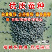 春蚕卵蚕子家蚕白蚕桑蚕宝宝天然彩色蚕卵实验蚕种场学生直供