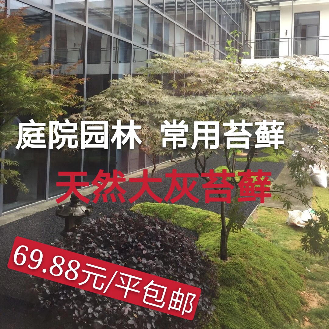 日式日本枯山水禅庭花园园林造景观鲜活青苔藓植物砂藓小大灰青藓 虎窝淘