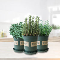 Mint, rosemary, thyme, sweet basil leaves, lemongrass, Perilla, fresh edible Western herbs and spices potted plants thumbnail 2