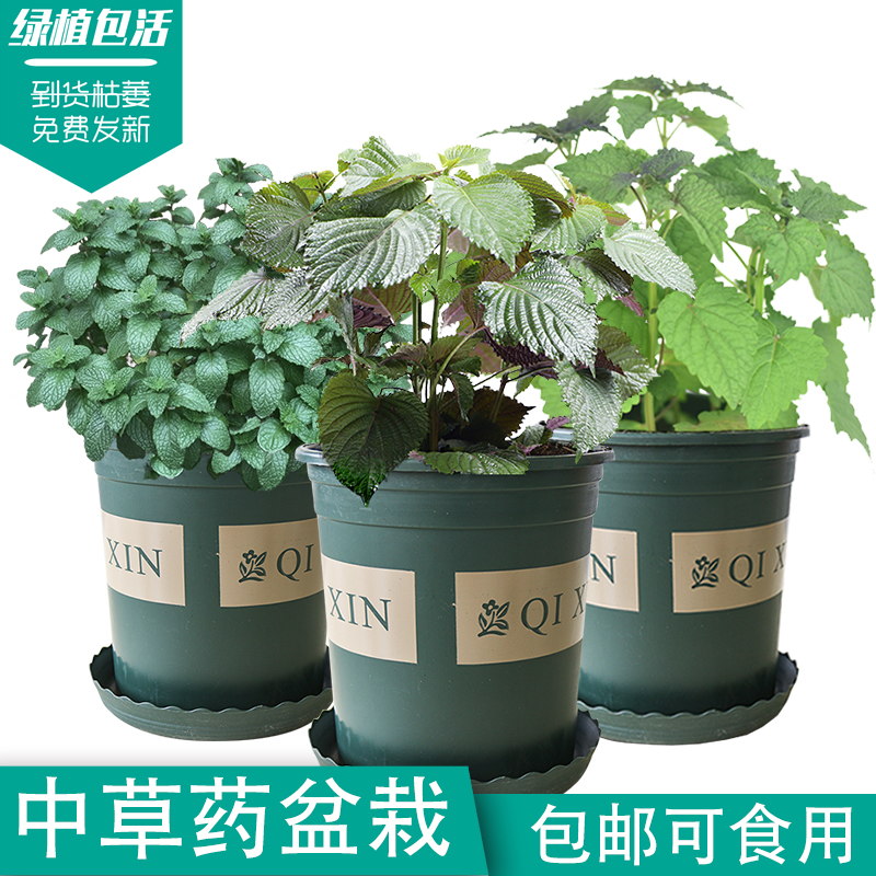 中草药盆栽苗藿香香茅紫苏薄荷芦荟可食用植物学校