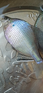 大鳍鳑鲏高帆高背大鳍原生旁皮冷水原生观赏鱼吃藻