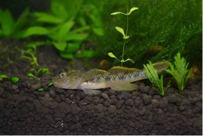 子陵吻虾虎 虾虎鱼 淡水观赏鱼 冷水鱼 原生鱼 极乐虾虎鱼 底栖鱼