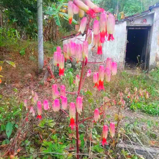 珍贵稀有大叶落地生根苗中草药红色钟状花不死鸟苗天灯笼苗倒吊莲