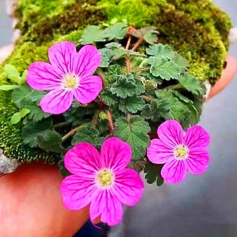 迷你姬风露草四季开花多年生日本野草粉色花朵erodium variabile