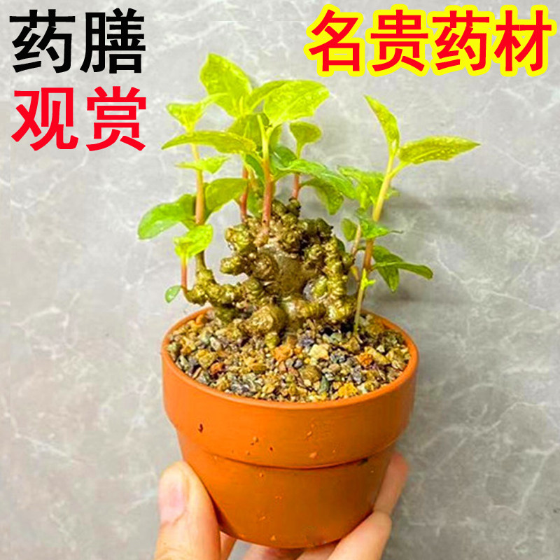 名贵药材藤三七幼苗盆栽植物观赏药用田七种植活苗御所车姬虎耳草