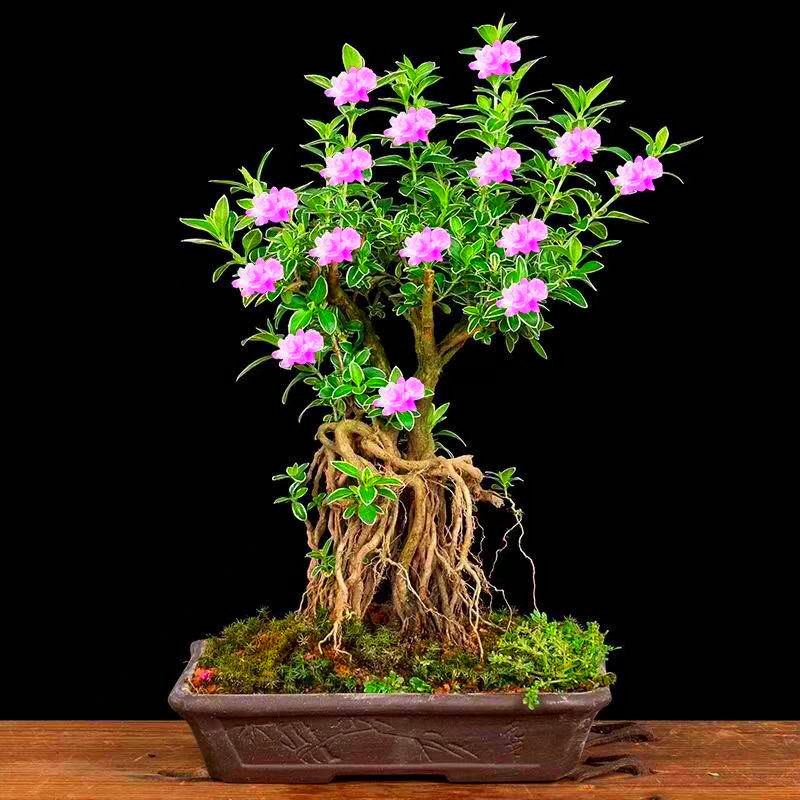 四季开花紫花六月雪树苗盆景老桩提根盆栽苗植物室内悬崖绿植树桩