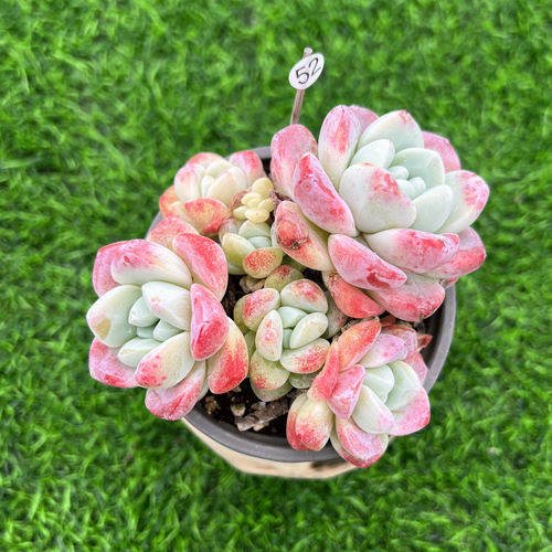 多肉植物白底奶油冰玉自然群盆栽