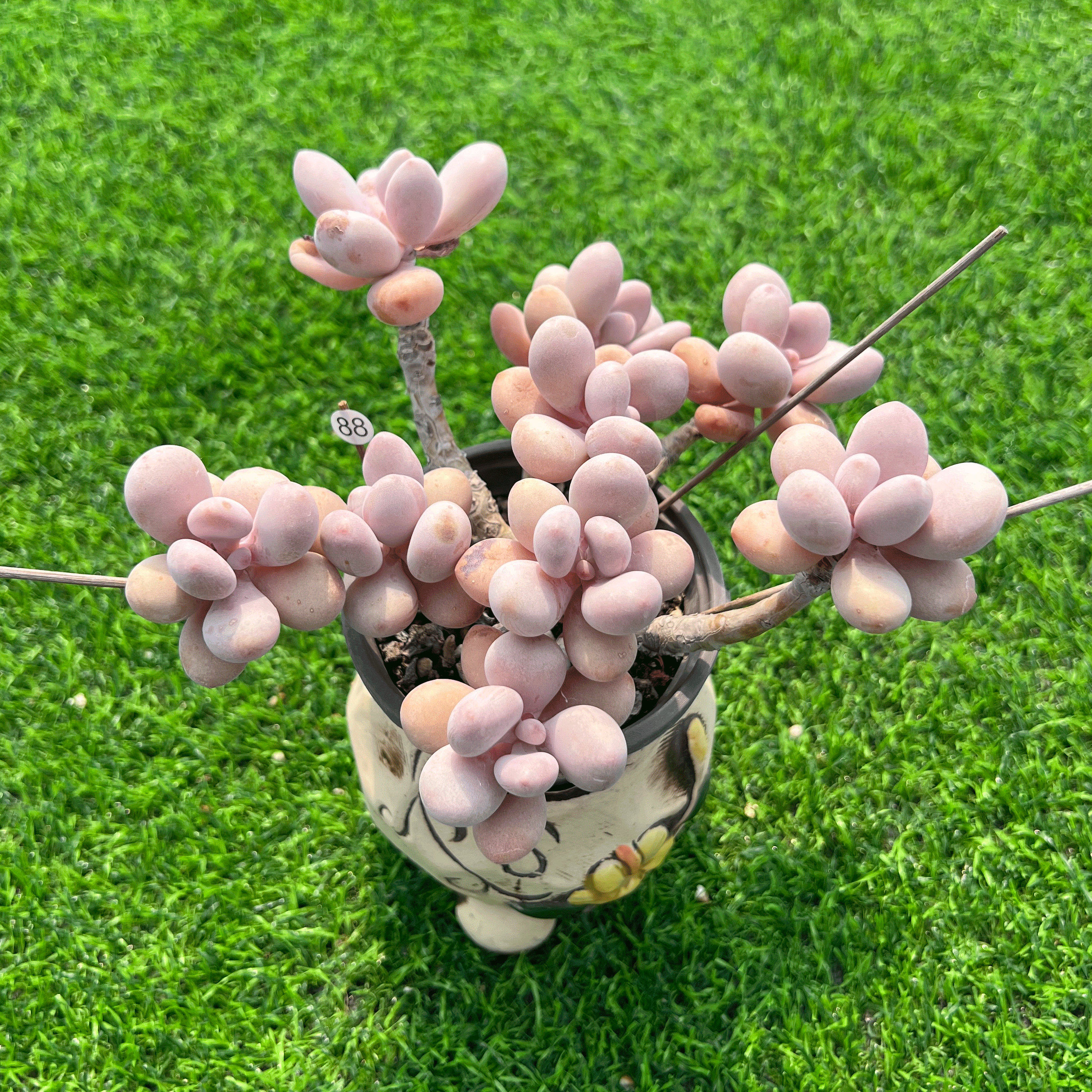桃精灵 KK实生桃蛋老桩多肉植物一物一拍 叶片易爆痘介意慎拍绿植