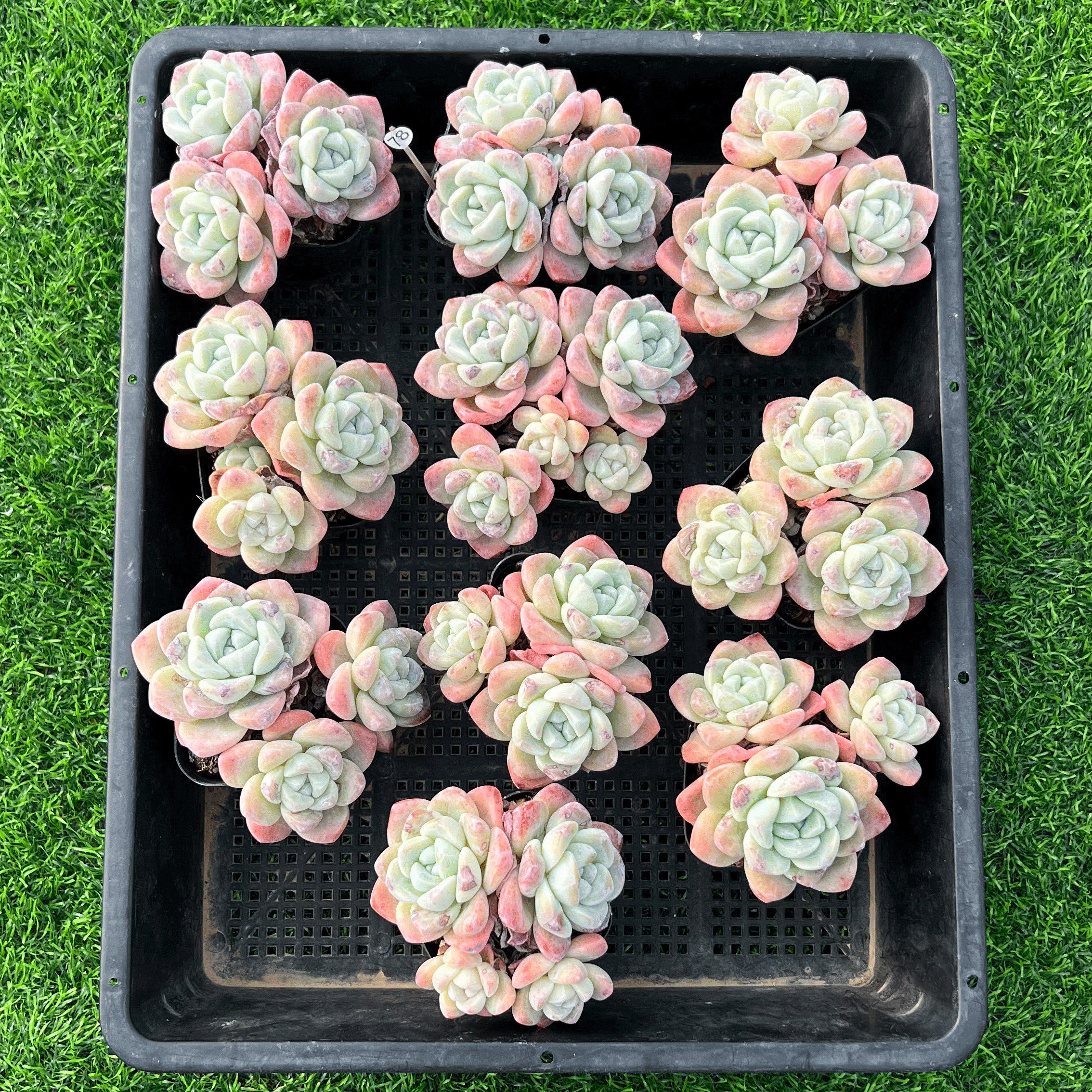 冰玉 奶油白底单双头多肉植物一筐一拍筐拍 组合盆栽萌肉灵曦园艺,鲜花速递/花卉仿真/绿植园艺,多肉植物,淘宝优惠券,粉丝福利购,淘宝优惠卷