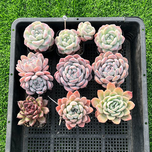 多肉植物混合筐拍一筐一拍所见即所得小盆栽绿植新手组合桃蛋橙子