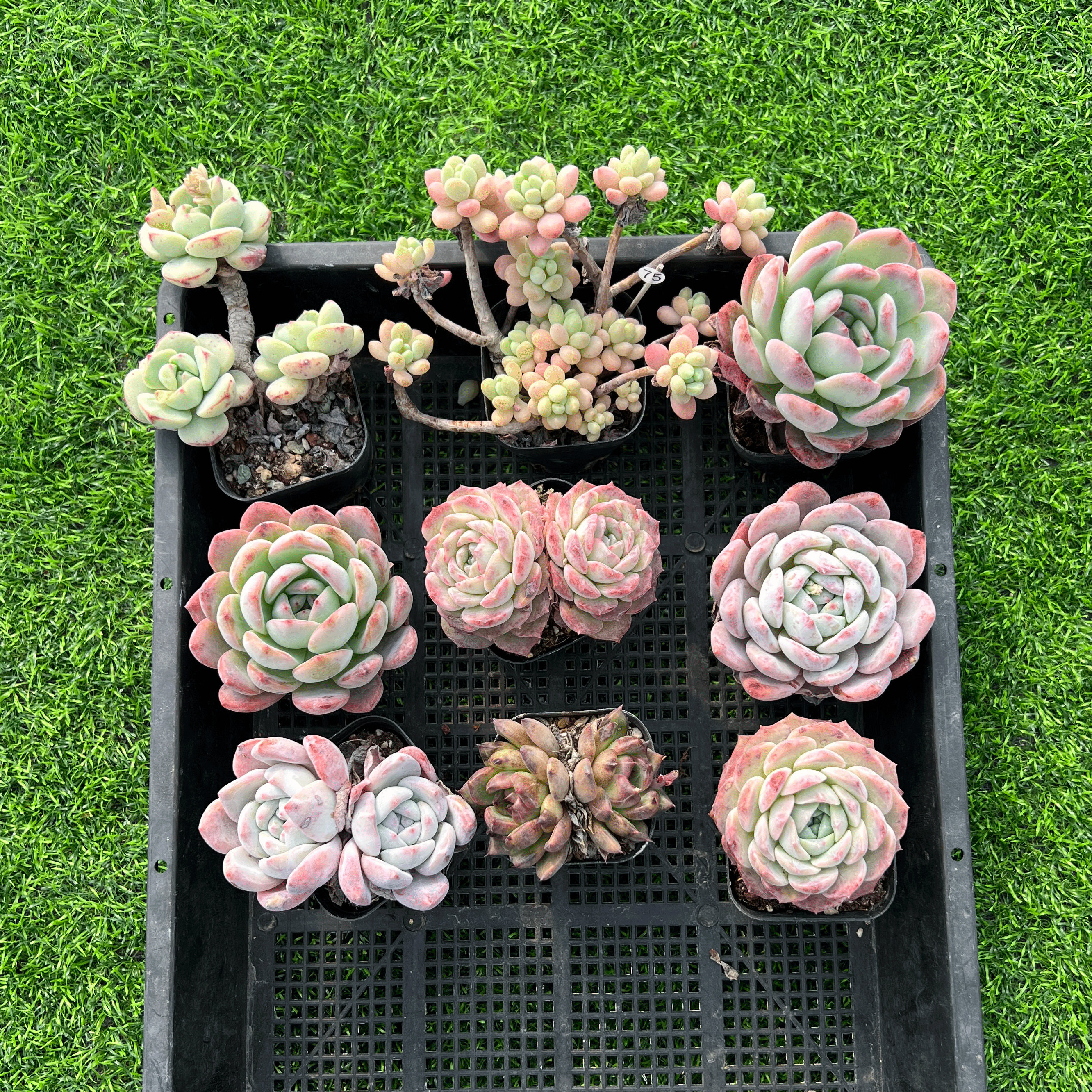 多肉植物混合筐拍一筐一拍所见