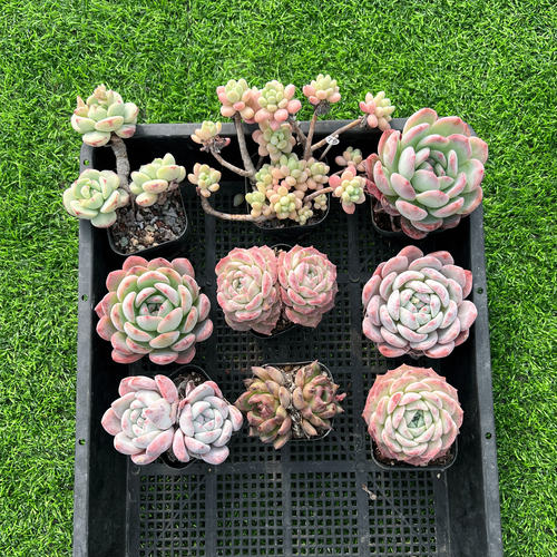 多肉植物混合筐拍一筐一拍所见