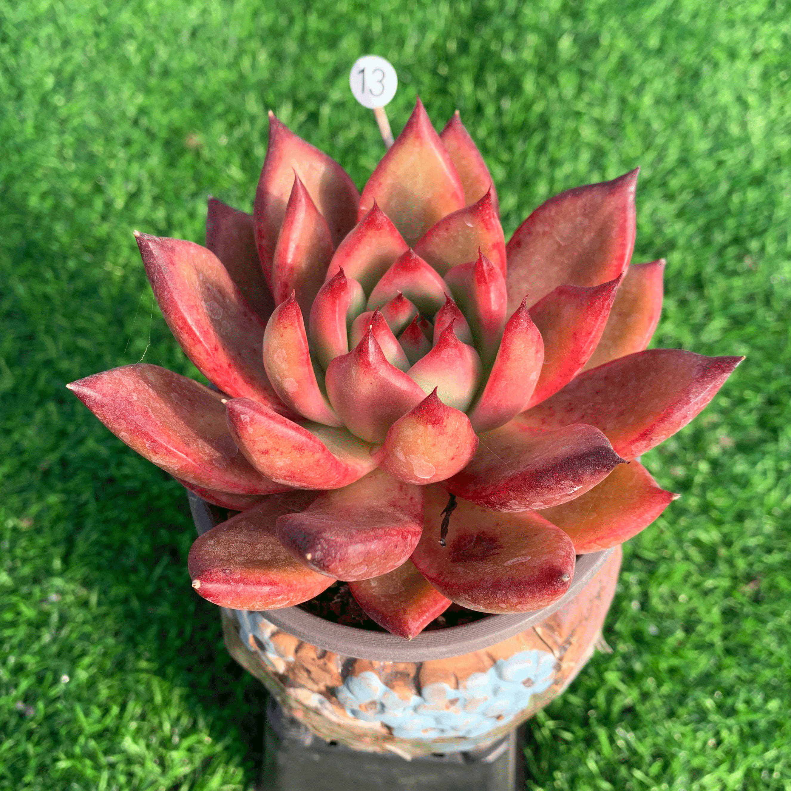 弗兰克 多肉植物 东云系贵货一物一拍正版阳台办公桌绿植盆栽灵曦