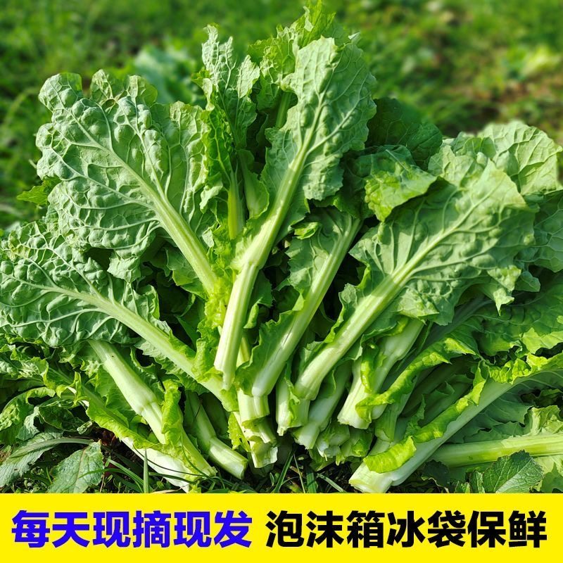湖南农家露天新鲜白菜苔时令蔬菜白菜芯苔打霜青菜薹菜心现摘现发,水产肉类/新鲜蔬果/熟食,叶菜类,淘宝优惠券,粉丝福利购,淘宝优惠卷
