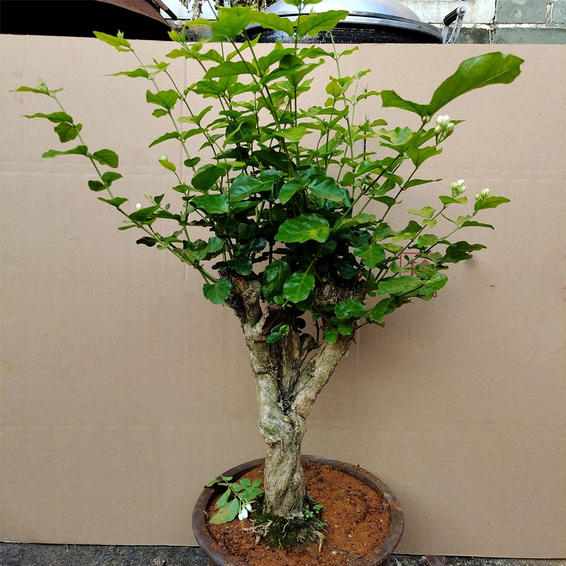 横县重瓣茉莉花苗茉莉花盆栽盆景老根老桩绿好养大净化的绿植阳台