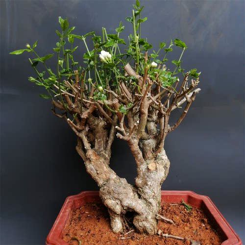 茉莉花树老桩价格 多少钱