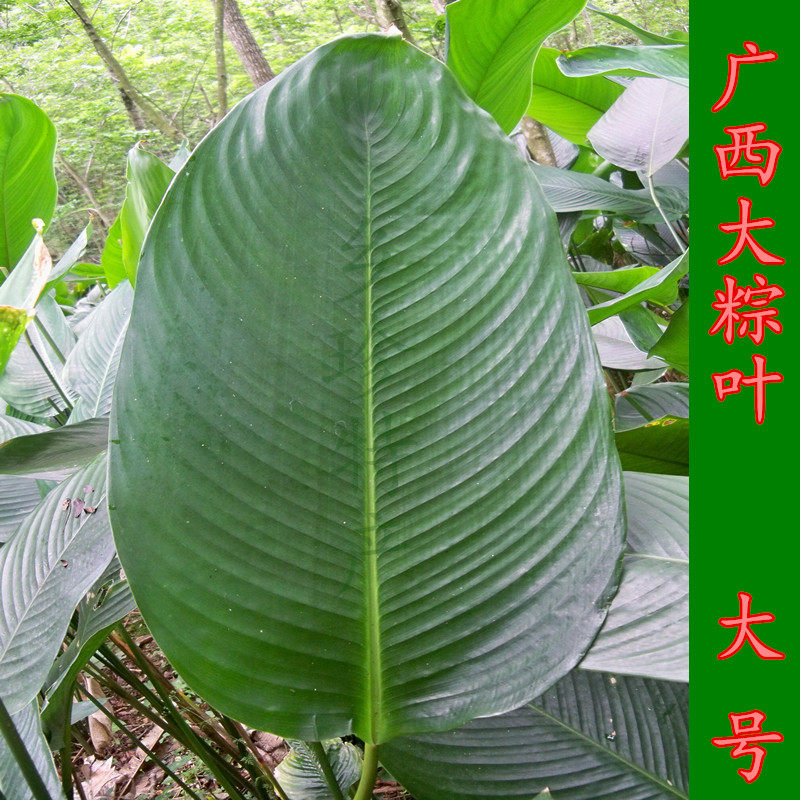 广西大粽叶现摘新鲜粽子叶裹蒸粽冬叶非箬叶竹叶大号包邮送绵线