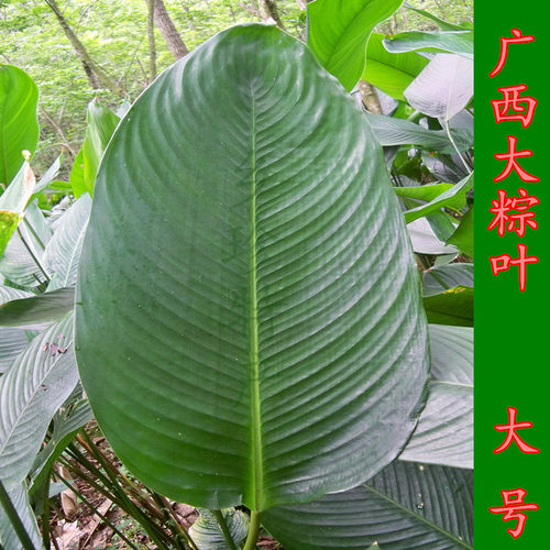 广西大粽叶现摘新鲜冬叶大号绵线